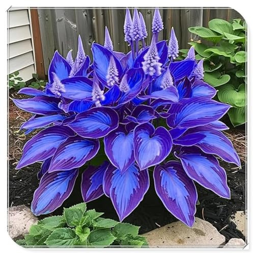 Bulbos de hosta/Hosta/Hosta Rizoma-Decoración de jardín/Perenne/Crean un hermoso jardín.-J-8 Rizoma
