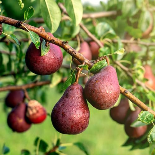 birnenbaum, winterharte kübelpflanzen birne birnen, balkonpflanzen 200samen