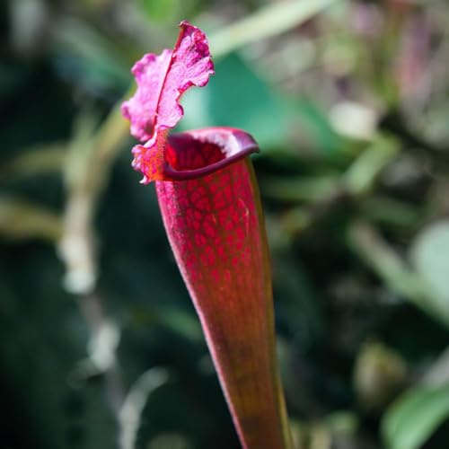 carnivora - semi nepenthes di interni balcone soffitti verdi decorazione balcone con letti sollevati per gli amanti la giardineria 50pcs