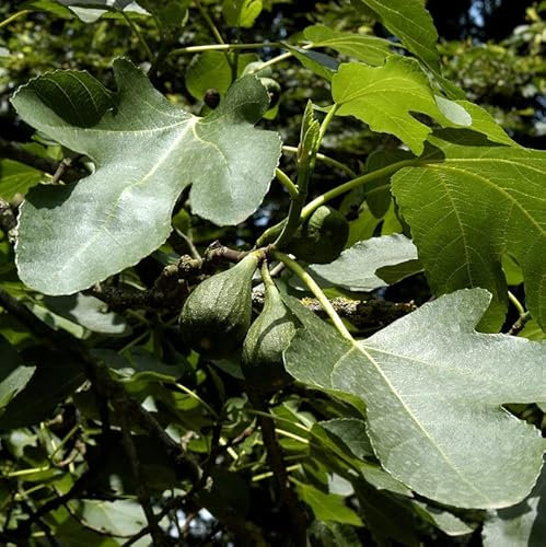 Feigenbaum Brown Turkey 60-80cm - Ficus carica - lebende Gartenpflanze aus den Baumschulen