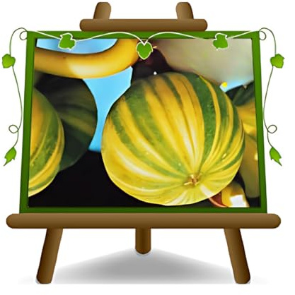 EURO PLANTS VIVAI Fico Panascè - Pianta da Frutto Antico su Vaso da 20 - *Altezza: 150~170 cm.- 2 Anni