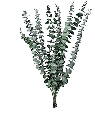 Ramo de flores secas de hojas naturales secas al aire, adornos decorativos creativos ligeros lujosos y creativos en accesorios para fotos (verde talla única)