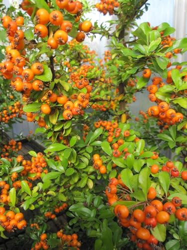 Feuerdorn Teton - Pyracantha Teton - 60-100cm