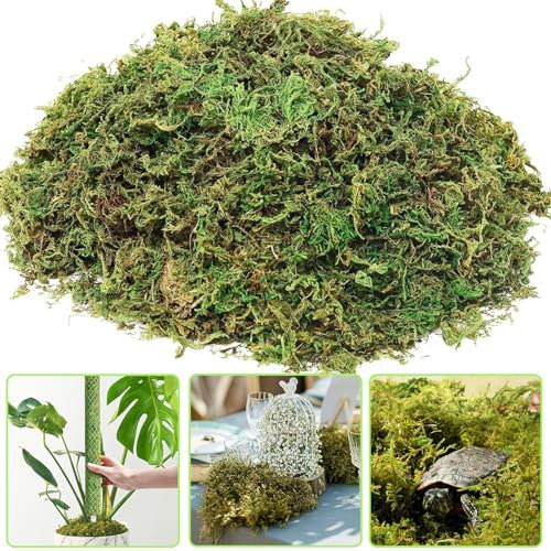 300g Natural Sphagnum Moss Premium Dried Forest Moss for Potted Plants Moisture Repotting Orchid Potting Mix, Natural Carnivorous Plant Moss for Reptiles Substrate Habitat DIY Terrarium Decorations