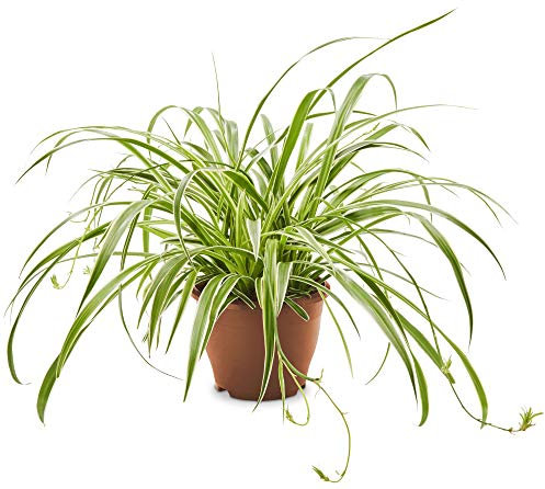 AIRY Chlorophytum comosum - Plante purificatrice d'air - Ø pot env. 19cm, hauteur avec pot env. 40cm - Plante d'intérieur de qualité horticole - Livraison de plantes assurée