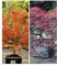 BALDUR Garten Japanische Ahorn Kollektion winterhart, 2 Pflanzen Ahornbaum,Fächerahorn, winterhart, pflegeleicht, Acer palmatum, Acer palmatum atropurpureum