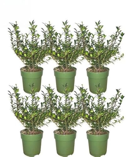 Ilex crenata 'Jenny'®, 1 metro, set di piante con 6 siepi resistenti all'inverno, siepe sempreverde