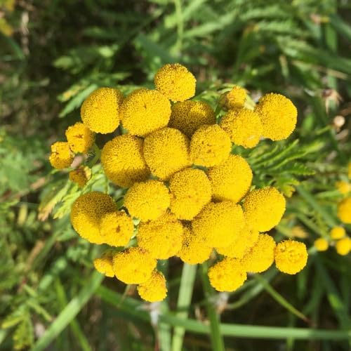 Semi di tanaceto biologici, da giardino roccioso resistenti farfalla lilla da esterno resistenti semi di autunnali regali sostenibili 250pcs
