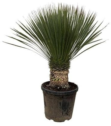 Lirio de palma – Yucca Rostrata 100 cm – Ø 38 cm – Planta exótica del desierto con hojas de color gris azulado – Fácil de limpiar – Planta para habitaciones y macetas para salón, terraza y jardín