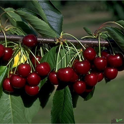 Terrassenobst Kirsche Kleinobst Balkon Terrasse Kirschbaum Obstbaum große schwarze Knorpelkirsche 80-120 cm | Befruchter Büttners, Heldefinger, gr. Prinzessin, Schneiders, Regina oder Sunburst