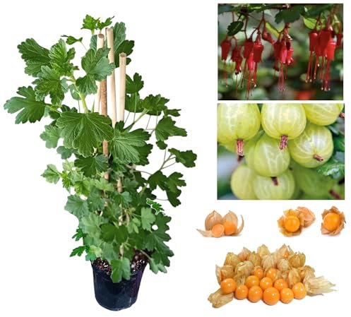 Gooseberry Hinnonmaki Fruit Tree, Height: 30-50cm (Approx) Tall,Healthy UK Grown Plant