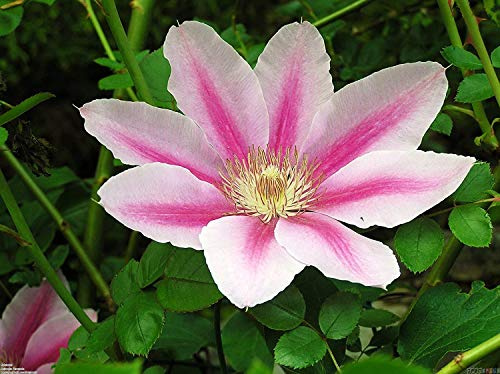 Pink Cameo Clematis Vine - Early Large-Flowered Fragrant - 2.5 Pot