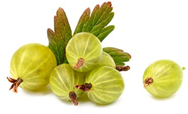 Gooseberry Plants - 'Xenia' - 1 x Large Plant in a 2 Litre Pot - Gooseberries - Garden Ready - Ready to Plant - Premium Quality Fruit Plants