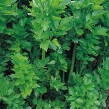 GEOPONICS graines de semence - livèche - 300 graines