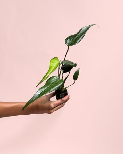 PUR PLANT Monstera Burle Marx Mini | Planta Natural De Interior Premium y Tropical | Compacta, Resistente y Decorativa | Maceta De Ø6 cm