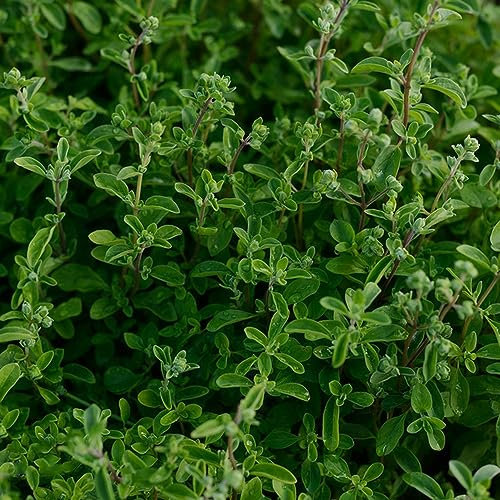 50 pcs wilder majoran samen mehrjährig winterhart hochbeet balkon,Origanum majorana, kräutersamen kräuter dachbegrünung seed wildkräuter exotische kräuterbeet büropflanzen pflanzensamen