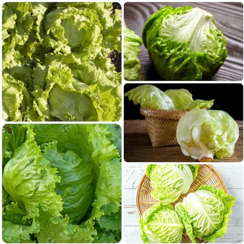 semillas de lechuga iceberg, raras de lechuga de interior exóticas de tradicionales 300pcs