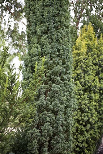 Taxus baccata 'Fastigiata Robusta' 50-60 cm – Winterhart, Immergrün, Pflegeleicht – Säuleneibe – Heckenpflanze für Garten & Sichtschutz