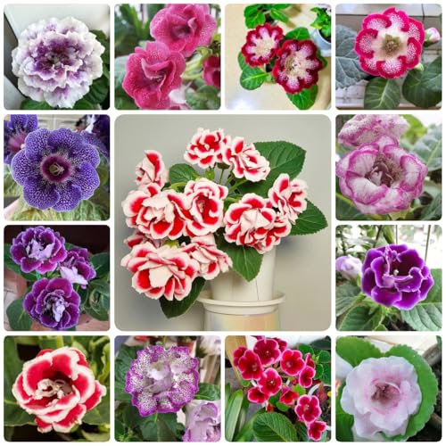 650 pcs gloxinie samen blumensamen geschenk, gartenpflanzen winterhart, blumensamen balkon, blumen deko, blühwiese saatgut, wiesensamen, balkon blumen gartenblumen, wildblumensamen,