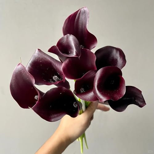 2 pcs calla zwiebeln winterhart, calla lilien zwiebeln topfpflanzen für draußen calla pflanze winterhart knollen - Zantedeschia aethiopica - balkonpflanzen seltene pflanzen dekoblumen