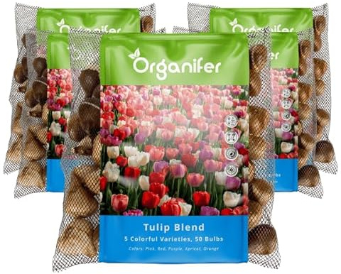 250 Bulbi Di Tulipano - 5 Varietà Di Colori - Fiore Di Tulipano - Bulbi Di Tulipano - Mix Di Bulbi Di Fiori Biologici - (Bulbi Di Fiori Xxl Misura 12Cm/+) - Organifer