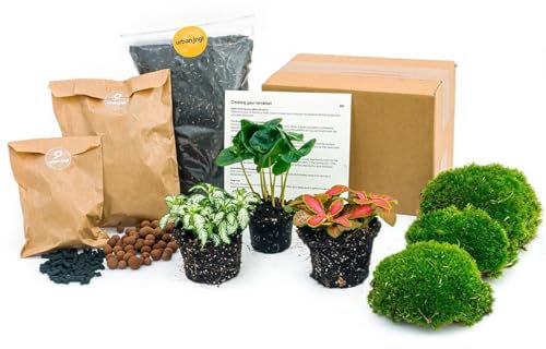 Green Your Bottle - komplettes Set für Deinen Flaschengarten - ohne Glas - 3 Pflanzen (Kaffeepflanze + 2x Fittonia)