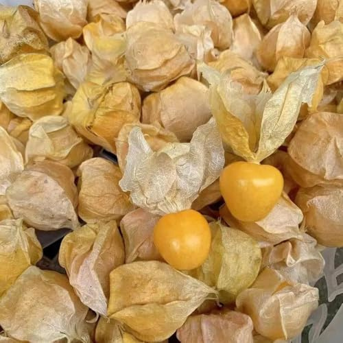 Semillas de Physalis, exóticas semillas de grosella espinosa, semillas variedades antiguas 100pcs