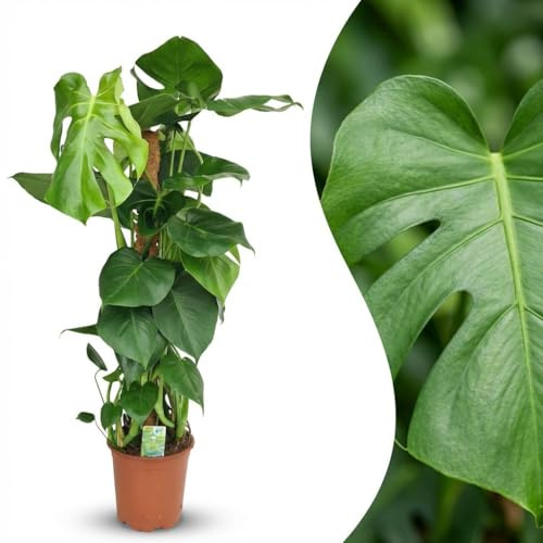 Green boutiQ - Plante d'intérieur - Monstera Deliciosa sur tuteur - Vert - Entretien facile - 1 Plante - Pot 19cm - Hauteur 90cm