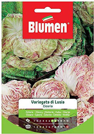 SEMI CICORIA VARIEGATA DI LUSIA BLUMEN