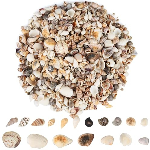 glonest 1000 PCS Natural Mini Sea Shells Mix for Crafts, DIY Beach Wedding Decor, Resin Art, Fish Tank, Vase Fillers, Home Ocean Theme Party Decorations, Small Cowrie Shells Assorted Sizes