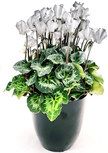 POWERS TO FLOWERS - CICLAMINO COLOR LIFE ARGENTO, IN VASO CERAMICA NERO, VASO 13CM DIAMETRO, piante vere