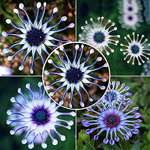 Shopvise Blaues Gänseblümchen-Samen 50Pcs