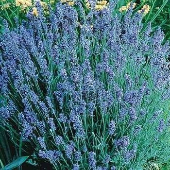 20 semi di lavanda Lady HR154 (Lavandula angustifolia)