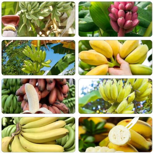 semi di banana letto elevato giardino semi nani decorazione Letti elevati per giardino Decorazione balcone con banane 300pcs