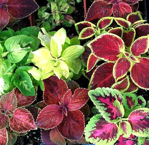 Coleus hybridus Rainbox Mix 300 Seeds + Freebie + Plant tag Indoor Outdoor