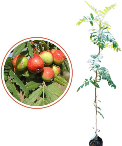 Vivaio Garden Forest Sorbo Domestico, Albero da frutto della famiglia delle Rosacee sorbole, Pianta da frutto, Pianta longeva, Resistente, Pianta vera, Giardinaggio, Frutto dolce, Diabetici