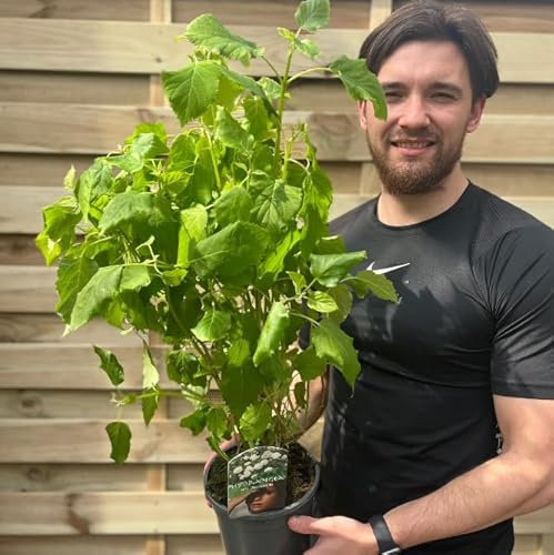 Hydrangea arborescens 'Annabelle' | Smooth Hydrangea | 2L