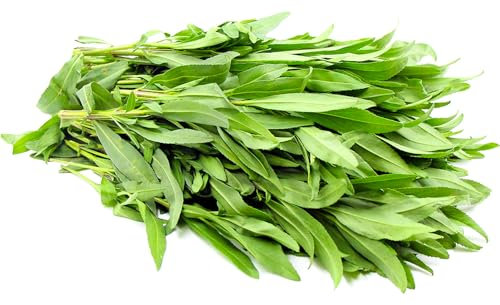 Welldales 100 Gourmet Tarragon Seeds Grow Your Own Perennial Herb Plants UK Estragon Packs