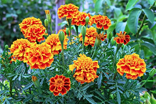 1500 Samen Studentenblumen Tagetes patula French marigold Blumenwiese Bienen Wiesen Blume