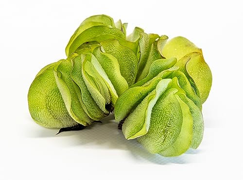 Lincolnshire Pond Plants Ltd Salvinia Natans - Floating Oxygenating Pond Plants