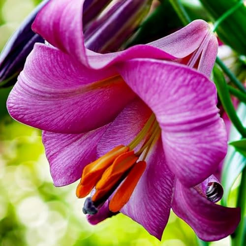 Lilium martagon zwiebeln,winterharte,lilien deko,lilien im topf,lilie riesen,lilien zwiebeln forever susan,lilie,duft lilien,lilien knollen,lilien zwiebeln winterhart mehrjährig.-2 zwiebeln-G