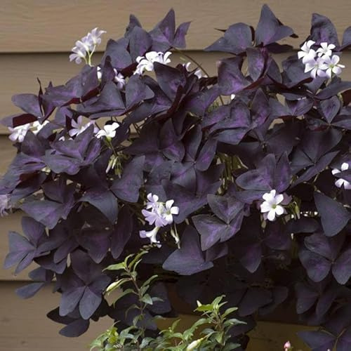 Vivaio Garden Forest Oxalis Triangularis Pianta Ballerina | Pianta Farfalla, Erbacea Perenne Rizomatosa, Rifiorente, Foglie Ornamentali a Triangolo, Fiori a Campanella