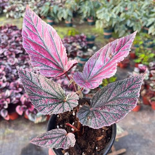 semillas de begonia resistentes jardines de rocas Begonia trucha raras balcón semillas decorativas oficina decoración sala estar verdes exóticas 350pcs