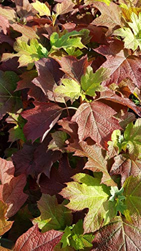Hydrangea quercifolia 'Alice' / Hortensia à feuilles de chênes à fleurs blanches/Conteneur de 2 à 2.9 litres