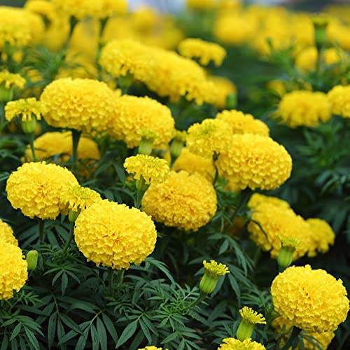 semi di calendula - decorazione ufficio balcone primavera giardino resistenti 800pcs