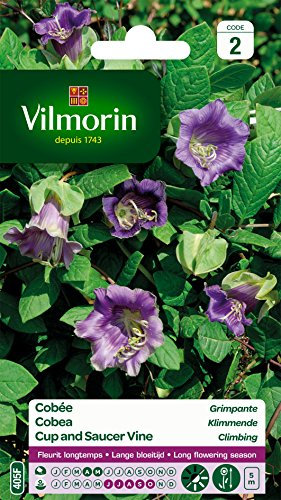 Vilmorin 5233242 Cobée grimpante Violet 9 x 0.5 x 16 cm