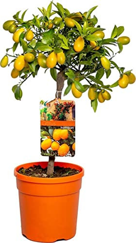 Naranjo Enano Kumquat Citrus Japonica Árbol Frutal Natural Planta de Exterior