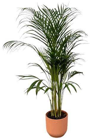 Palma d'Areca compresa Vibes Fold Round rosa - 100-110cm - Ø21cm - Pianta d'appartamento - Set completo - Pianta con vaso