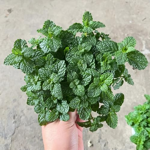 Semi di menta piperita balcone selvatiche resistenti prodotti sostenibili verdi giardino coltivazione 300pcs