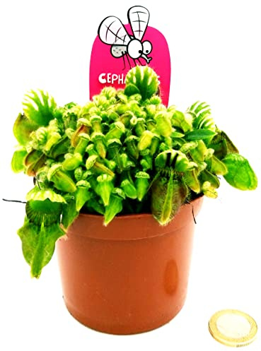 POWERS TO FLOWERS - CEPHALOTUS, VASO 10CM, piante vere